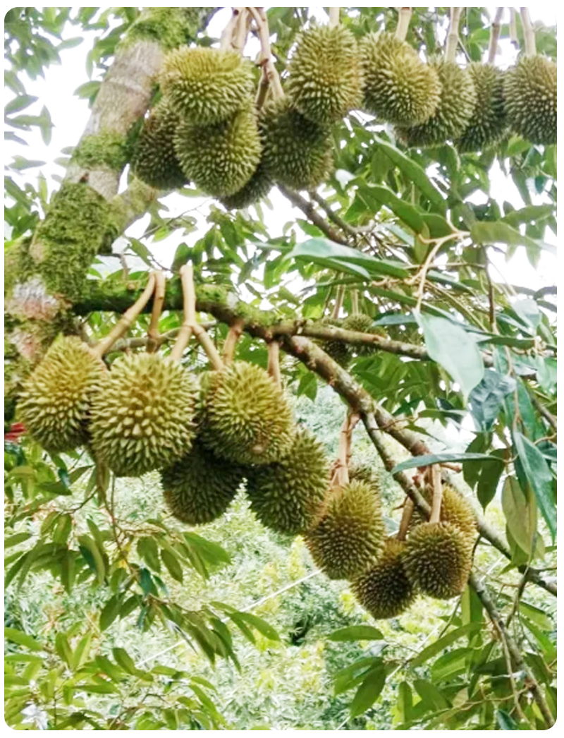 Durian - Image 12