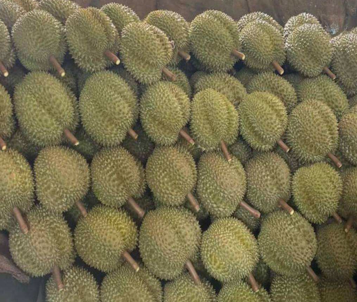Durian - Image 11