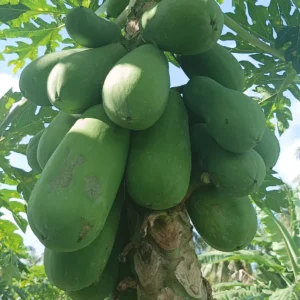 Alternative view of Papaya