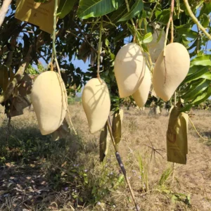 Alternative view of Mango