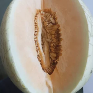 Alternative view of Cantaloupe