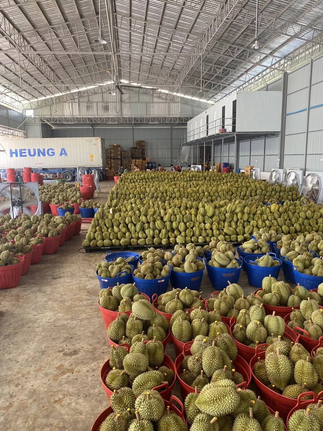 Durian - Image 10