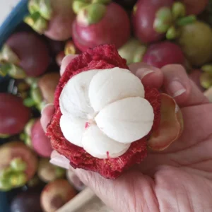 Alternative view of Mangosteen