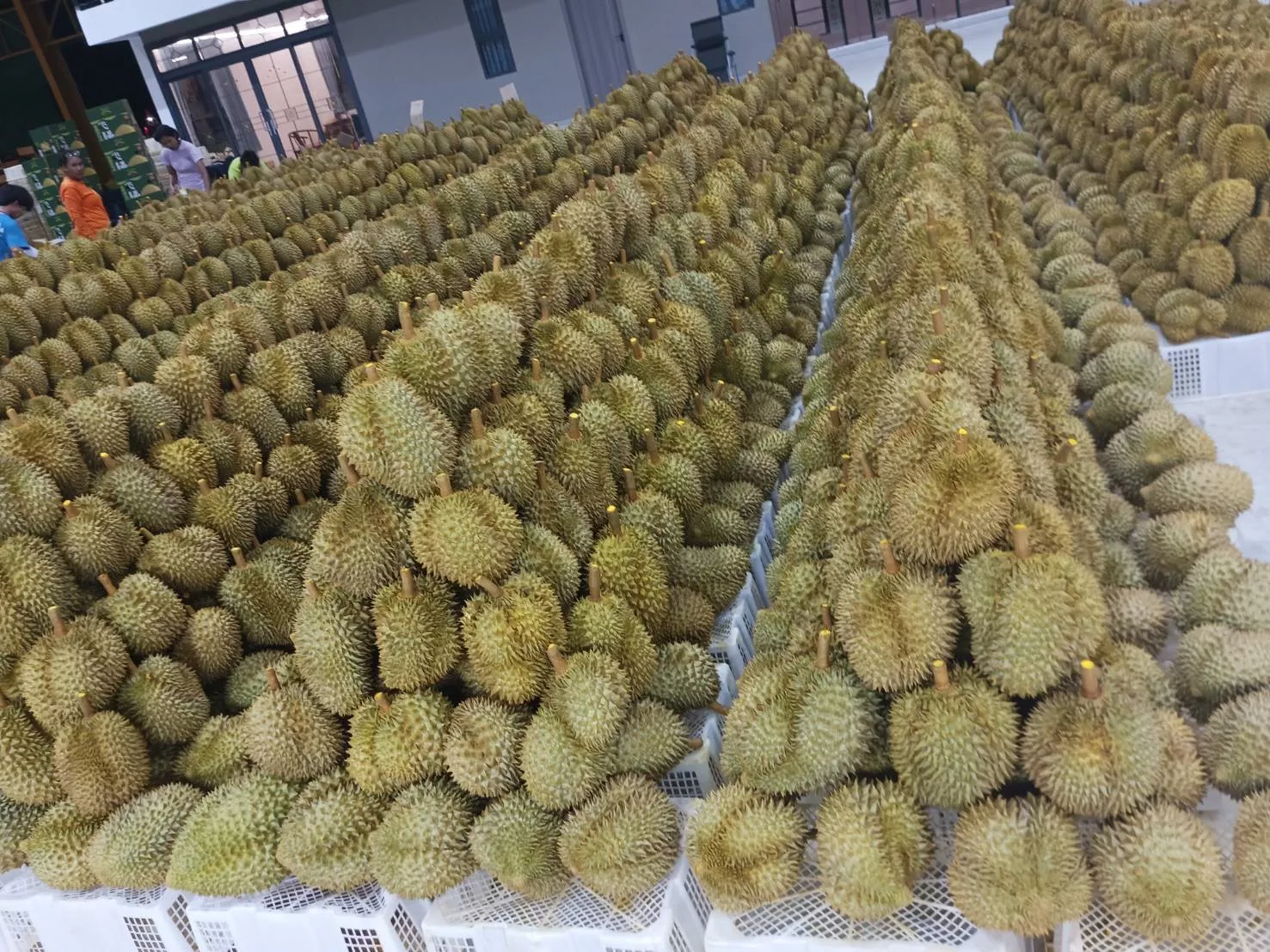 Durian - Image 9