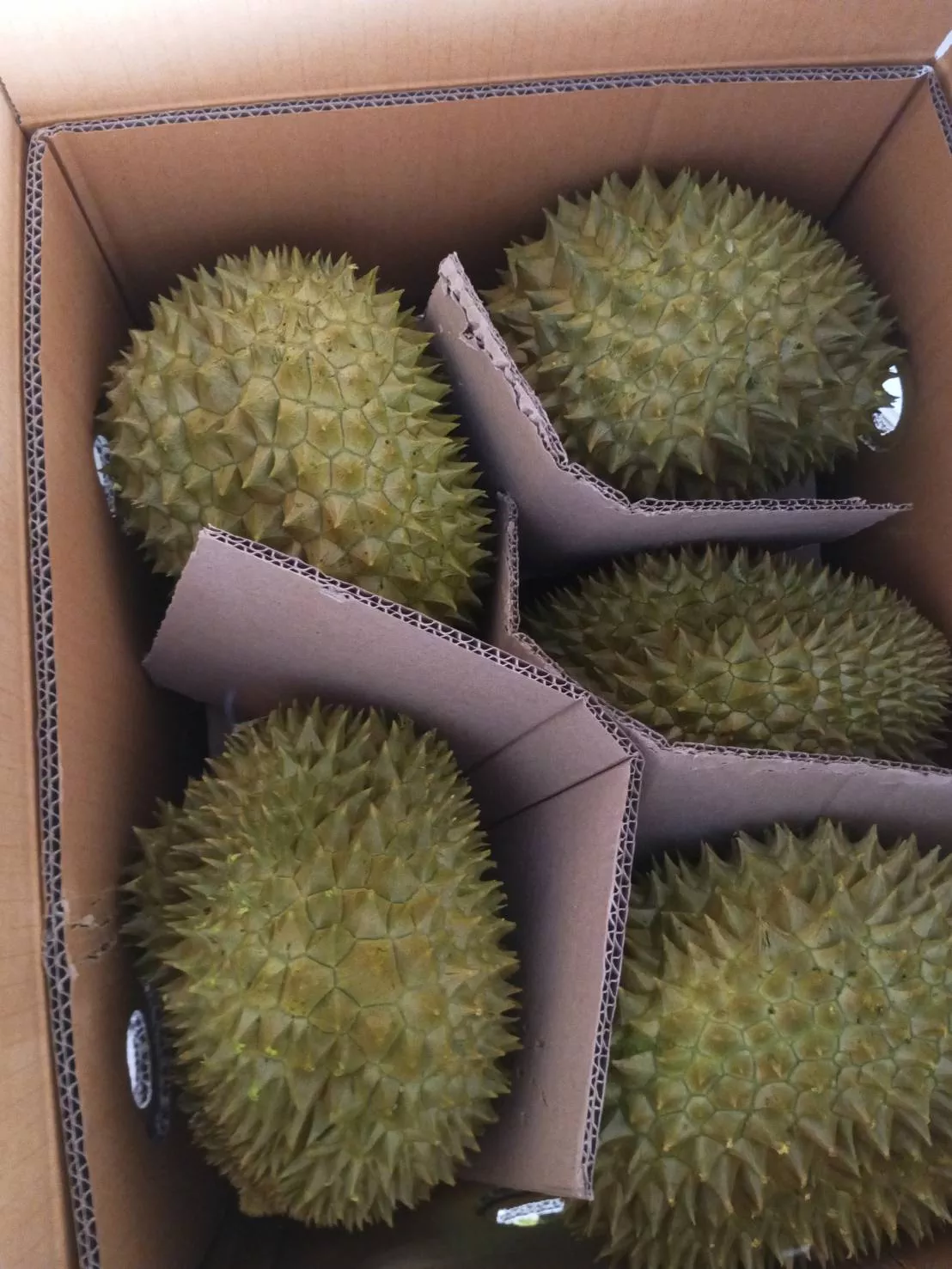 Durian - Image 13