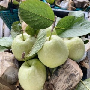 Alternative view of Guava