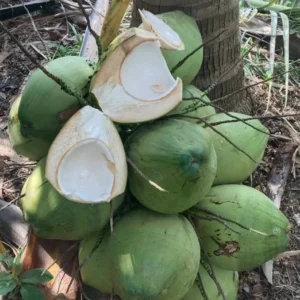 Alternative view of Coconut