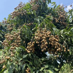 Alternative view of Longan