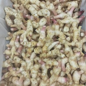 Alternative view of Galangal