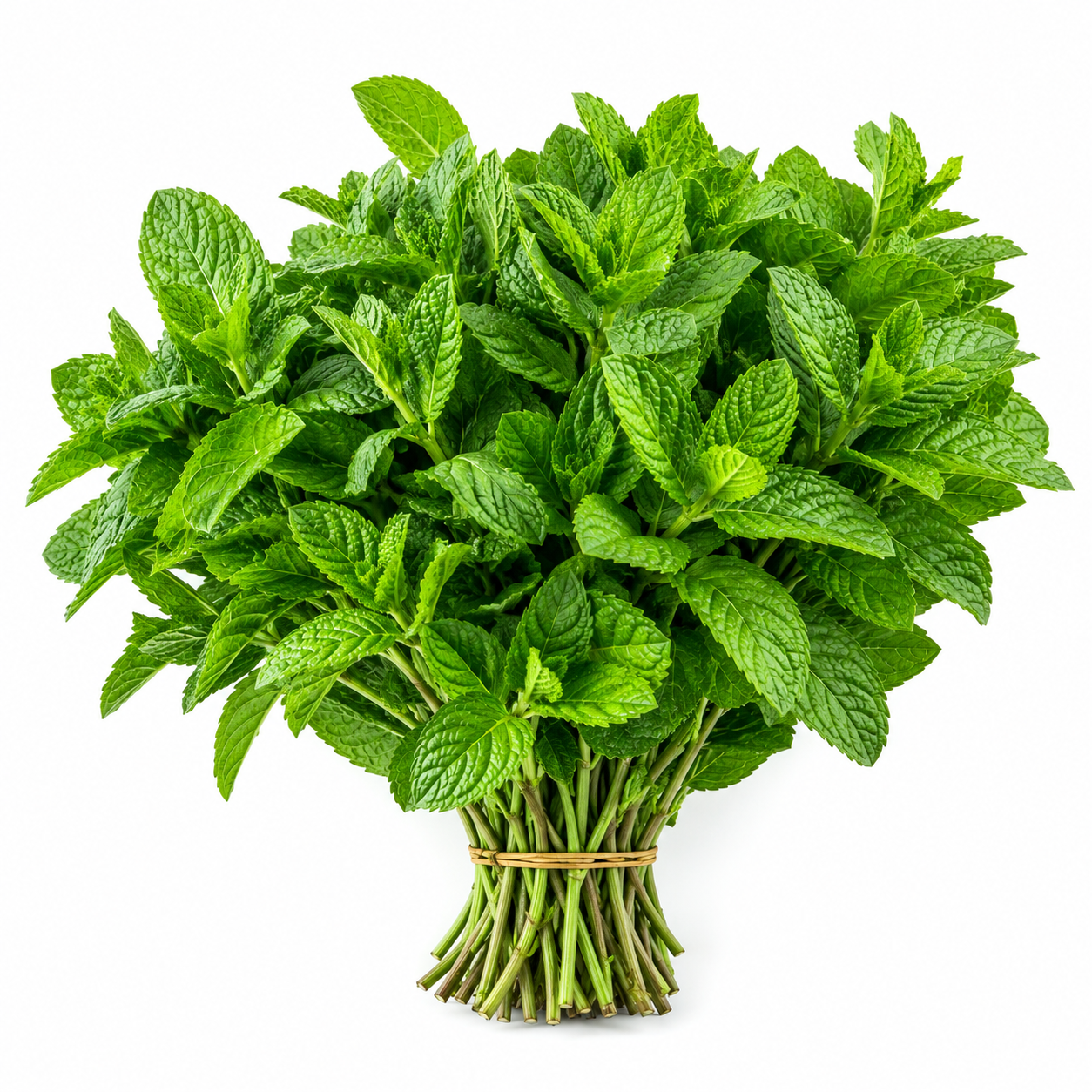 HOLY BASIL LEAVES